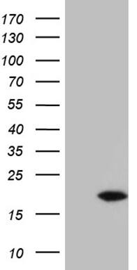 POLR2F Antibody (OTI2F2) Western Blot;POLR2F Antibody (OTI2F2)[NBP3-44902]-