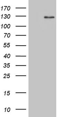 Dact1 Antibody (OTI13H4) Western Blot;Dact1 Antibody (OTI13H4)[NBP3-44918]-