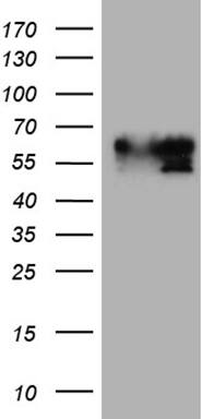 BNIPL Antibody (OTI2E8)