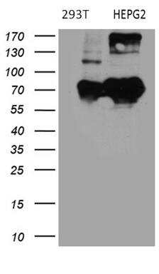 BNIPL Antibody (OTI2E8)