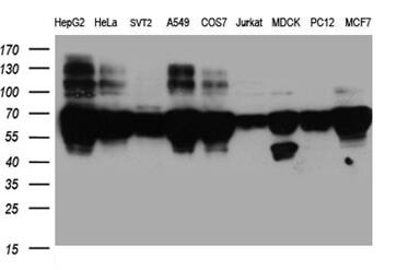 BNIPL Antibody (OTI9C1)