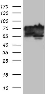 BNIPL Antibody (OTI9C1)
