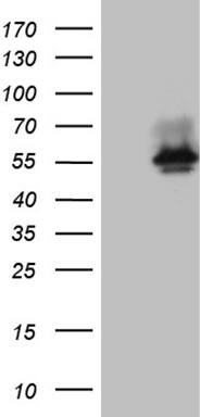 BNIPL Antibody (OTI8F6)