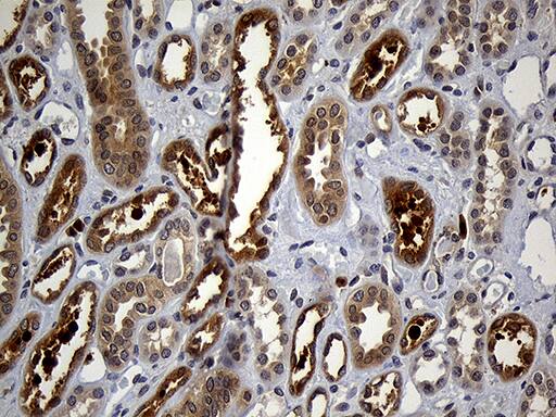 GRB7 Antibody (OTI6H2)