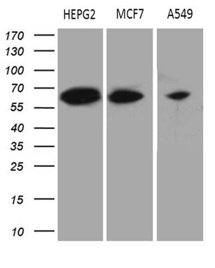 HABP2 Antibody (OTI8D6)