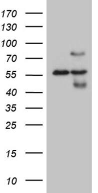 HABP2 Antibody (OTI8D6)