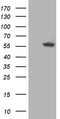 TRMT5 Antibody (OTI1B5) Western Blot;TRMT5 Antibody (OTI1B5)[NBP3-44935]-