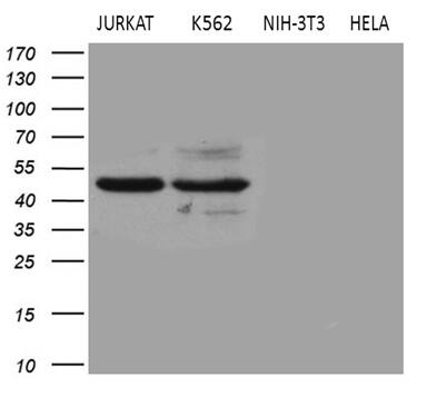 BLZF1 Antibody (OTI8E8)