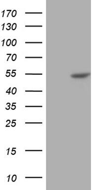 BLZF1 Antibody (OTI3G4)