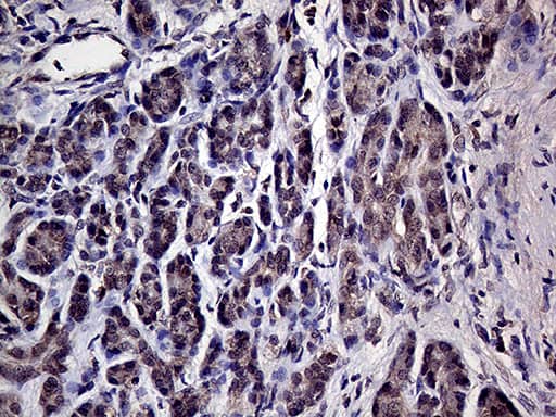 HABP2 Antibody (OTI5H3)