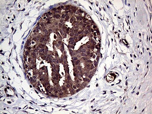 HABP2 Antibody (OTI5H3)