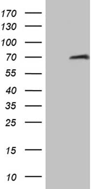 HABP2 Antibody (OTI5H3)