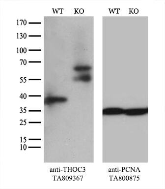 THOC3 Antibody (OTI4H6) Western Blot;THOC3 Antibody (OTI4H6)[NBP3-44944]-