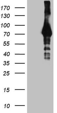 HABP2 Antibody (OTI4G9)