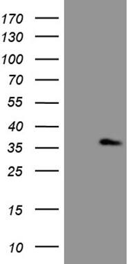 ASB13 Antibody (OTI5G10) Western Blot;ASB13 Antibody (OTI5G10)[NBP3-44954]-