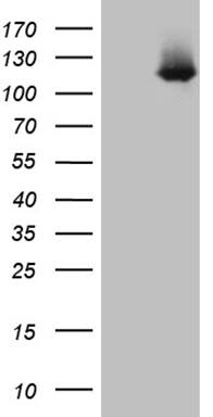 LONRF3 Antibody (OTI9G7)