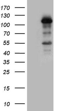 LONRF3 Antibody (OTI7F7)