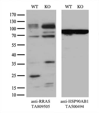 RRAS Antibody (OTI2B7) Western Blot;RRAS Antibody (OTI2B7)[NBP3-44965]-