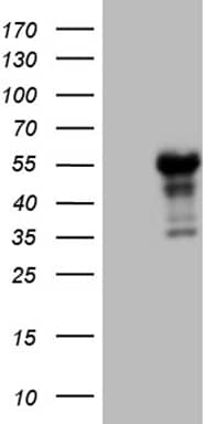 Lhx4 Antibody (OTI4E11)