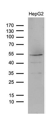 Lhx4 Antibody (OTI4E11)