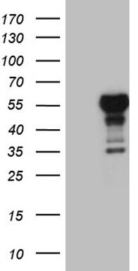 Lhx4 Antibody (OTI1C7)