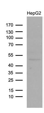 Lhx4 Antibody (OTI6H3)