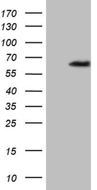 ZNF329 Antibody (OTI2B11)