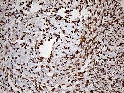 MEIS1 Antibody (OTI3G8)