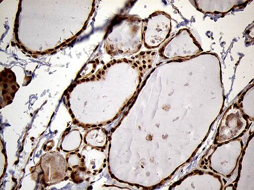 MEIS1 Antibody (OTI3G8)