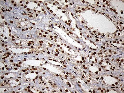 MEIS1 Antibody (OTI3G8)
