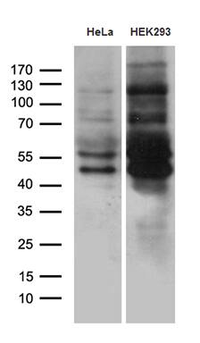 MEIS1 Antibody (OTI3G8)