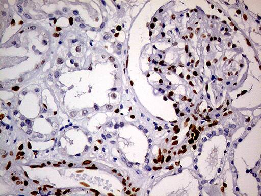MEIS1 Antibody (OTI2A3)