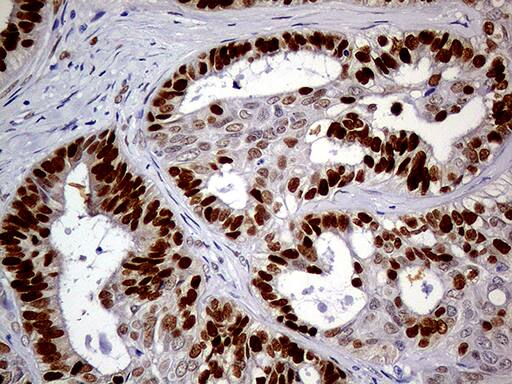 MEIS1 Antibody (OTI2A3)