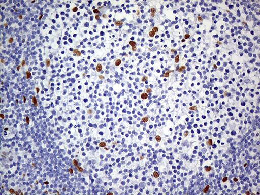 MEIS1 Antibody (OTI2A3)
