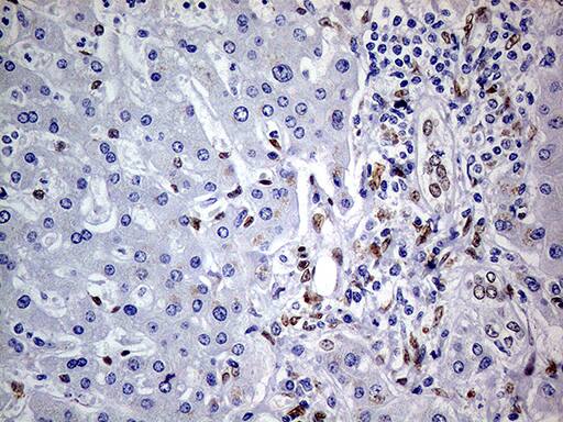 MEIS1 Antibody (OTI2A3)
