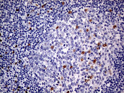 MEIS1 Antibody (OTI2A3)