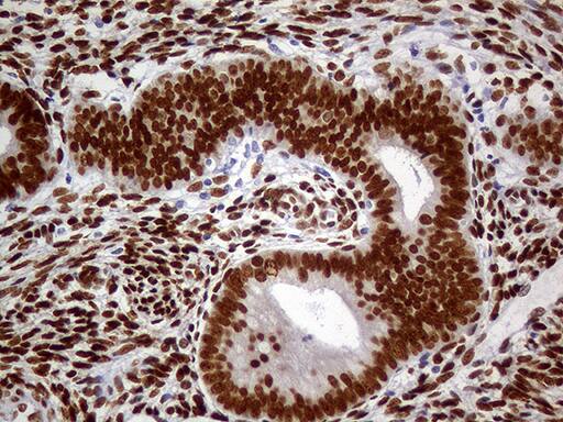 MEIS1 Antibody (OTI2A3)