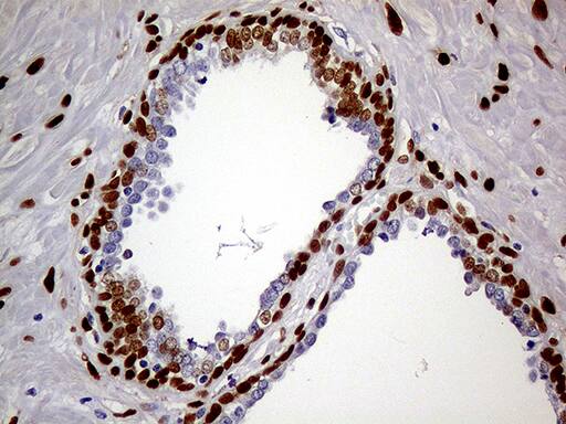 MEIS1 Antibody (OTI2A3)