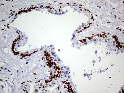 MEIS1 Antibody (OTI2A3)