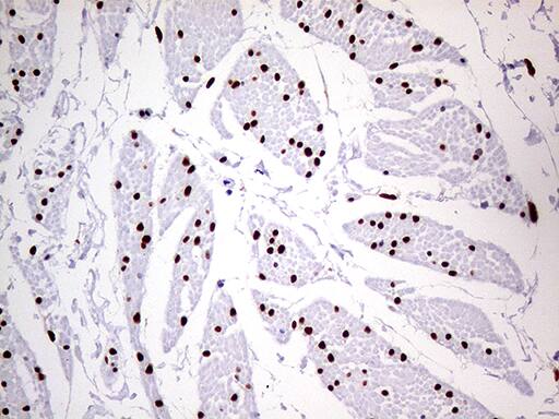 MEIS1 Antibody (OTI2A3)