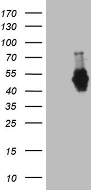MEIS1 Antibody (OTI2A3)