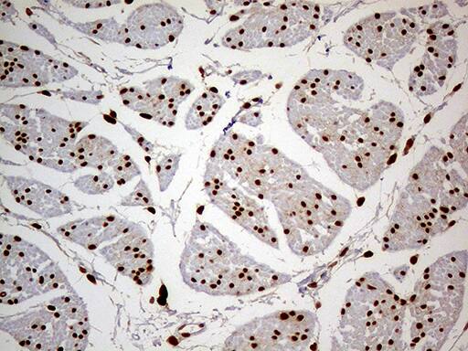 MEIS1 Antibody (OTI3H2)
