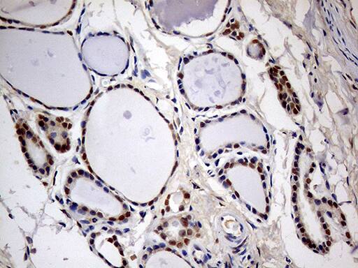 MEIS1 Antibody (OTI3H2)