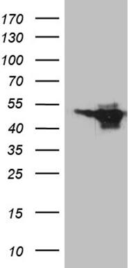 MEIS1 Antibody (OTI3H2)