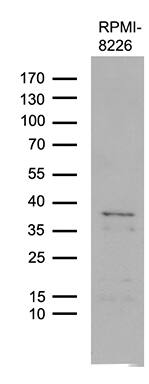 FAM170A Antibody (OTI3A12)