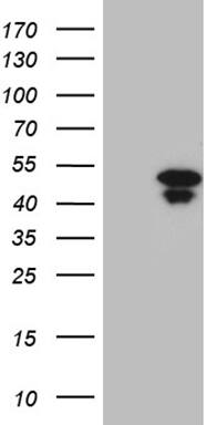 HOXD9 Antibody (OTI1H3)