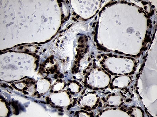 HOXC4 Antibody (OTI1F6)