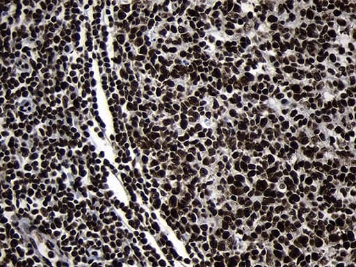 HOXC4 Antibody (OTI1F6)