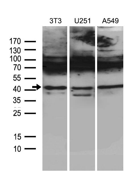 HOXC4 Antibody (OTI2D5) Western Blot;HOXC4 Antibody (OTI2D5)[NBP3-45009]-