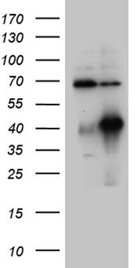 HOXC4 Antibody (OTI2D5) Western Blot;HOXC4 Antibody (OTI2D5)[NBP3-45009]-